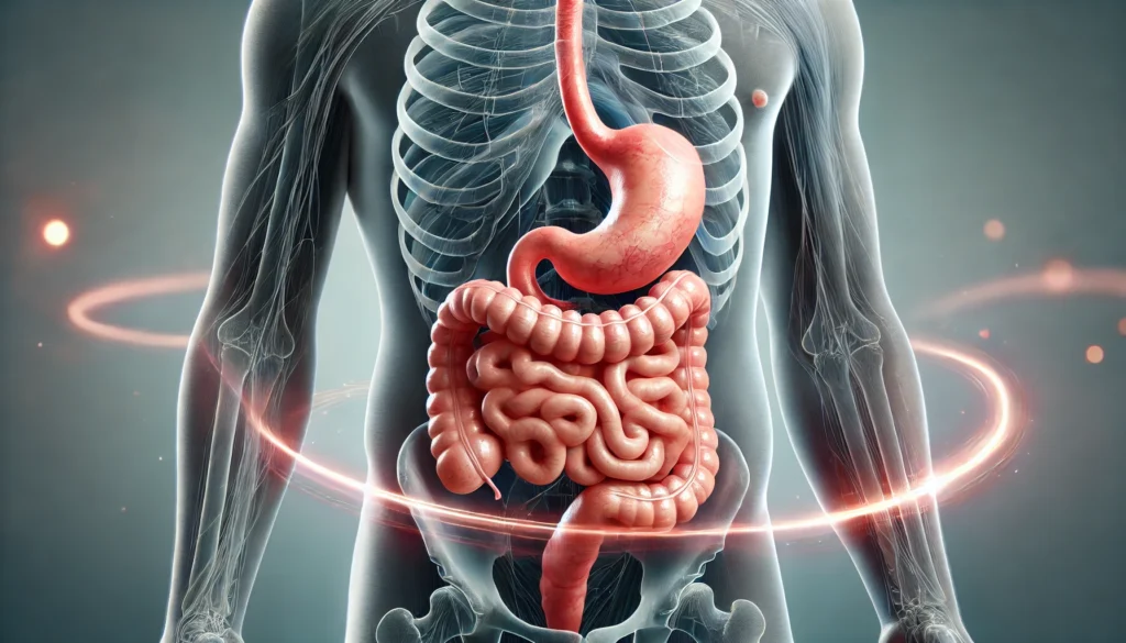 Anatomical side view of upper digestive system highlighting esophagus, stomach, and duodenum